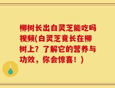 柳树长出白灵芝能吃吗视频(白灵芝竟长在柳树上？了解它的营养与功效，你会惊喜！)