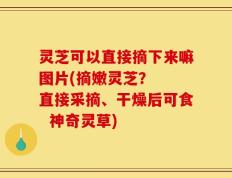 灵芝可以直接摘下来嘛图片(摘嫩灵芝？  直接采摘、干燥后可食  神奇灵草)