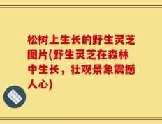 松树上生长的野生灵芝图片(野生灵芝在森林中生长，壮观景象震撼人心)
