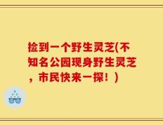捡到一个野生灵芝(不知名公园现身野生灵芝，市民快来一探！)