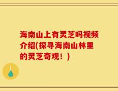 海南山上有灵芝吗视频介绍(探寻海南山林里的灵芝奇观！)