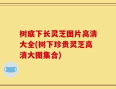 树底下长灵芝图片高清大全(树下珍贵灵芝高清大图集合)