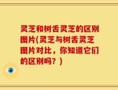 灵芝和树舌灵芝的区别图片(灵芝与树舌灵芝图片对比，你知道它们的区别吗？)