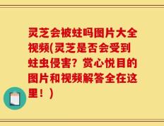 灵芝会被蛀吗图片大全视频(灵芝是否会受到蛀虫侵害？赏心悦目的图片和视频解答全在这里！)