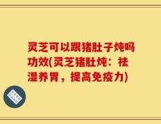 灵芝可以跟猪肚子炖吗功效(灵芝猪肚炖：祛湿养胃，提高免疫力)