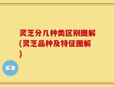 灵芝分几种类区别图解(灵芝品种及特征图解)
