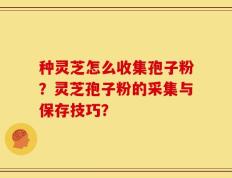 种灵芝怎么收集孢子粉？灵芝孢子粉的采集与保存技巧？