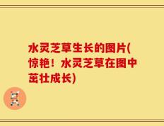 水灵芝草生长的图片(惊艳！水灵芝草在图中茁壮成长)