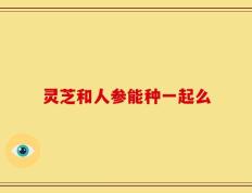 灵芝和人参能种一起么