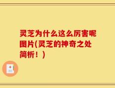 灵芝为什么这么厉害呢图片(灵芝的神奇之处简析！)