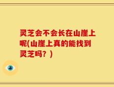 灵芝会不会长在山崖上呢(山崖上真的能找到灵芝吗？)