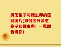 灵芝孢子与鞭虫卵的区别图片(如何区分灵芝孢子和鞭虫卵：一张图告诉你)