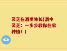 灵芝在酒里生长(酒中灵芝：一步步教你在家种植！)