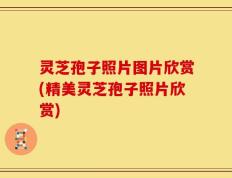 灵芝孢子照片图片欣赏(精美灵芝孢子照片欣赏)