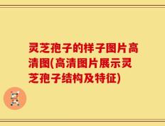 灵芝孢子的样子图片高清图(高清图片展示灵芝孢子结构及特征)