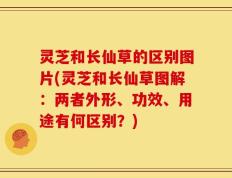 灵芝和长仙草的区别图片(灵芝和长仙草图解：两者外形、功效、用途有何区别？)