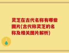 灵芝在古代名称有哪些图片(古代称灵芝的名称及相关图片解析)
