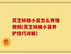 灵芝妖精小苗怎么养殖视频(灵芝妖精小苗养护技巧详解)