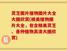 灵芝图片植物图片大全大图欣赏(精美植物图片大全，包含精美灵芝、各种植物高清大图欣赏)
