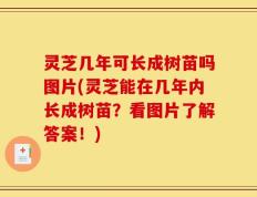 灵芝几年可长成树苗吗图片(灵芝能在几年内长成树苗？看图片了解答案！)