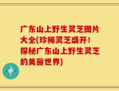 广东山上野生灵芝图片大全(珍稀灵芝盛开！探秘广东山上野生灵芝的美丽世界)