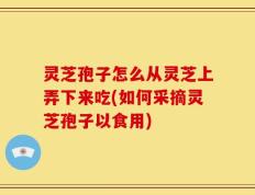 灵芝孢子怎么从灵芝上弄下来吃(如何采摘灵芝孢子以食用)