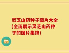 灵芝山药种子图片大全(全面展示灵芝山药种子的图片集锦)