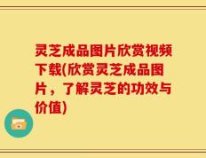 灵芝成品图片欣赏视频下载(欣赏灵芝成品图片，了解灵芝的功效与价值)