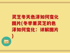 灵芝冬天色泽如何变化图片(冬季里灵芝的色泽如何变化：详解图片)