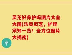 灵芝好养护吗图片大全大图(珍贵灵芝，护理须知一览！全方位图片大揭密)