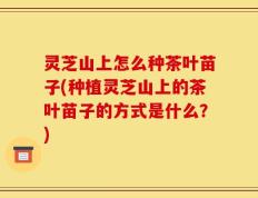 灵芝山上怎么种茶叶苗子(种植灵芝山上的茶叶苗子的方式是什么？)