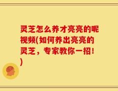 灵芝怎么养才亮亮的呢视频(如何养出亮亮的灵芝，专家教你一招！)