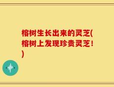 榕树生长出来的灵芝(榕树上发现珍贵灵芝！)