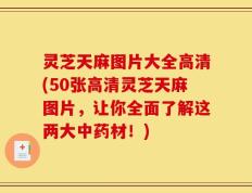 灵芝天麻图片大全高清(50张高清灵芝天麻图片，让你全面了解这两大中药材！)