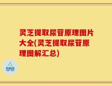 灵芝提取尿苷原理图片大全(灵芝提取尿苷原理图解汇总)
