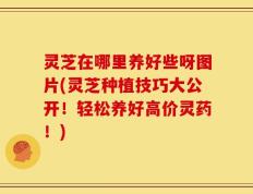 灵芝在哪里养好些呀图片(灵芝种植技巧大公开！轻松养好高价灵药！)