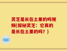 灵芝是长在土里的吗视频(探秘灵芝：它真的是长在土里的吗？)