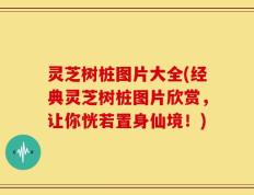 灵芝树桩图片大全(经典灵芝树桩图片欣赏，让你恍若置身仙境！)