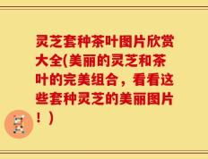 灵芝套种茶叶图片欣赏大全(美丽的灵芝和茶叶的完美组合，看看这些套种灵芝的美丽图片！)