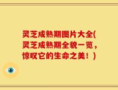 灵芝成熟期图片大全(灵芝成熟期全貌一览，惊叹它的生命之美！)