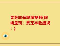 灵芝收获现场视频(现场呈现：灵芝丰收盛况！)