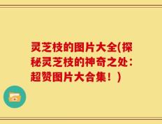 灵芝枝的图片大全(探秘灵芝枝的神奇之处：超赞图片大合集！)