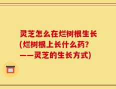 灵芝怎么在烂树根生长(烂树根上长什么药？——灵芝的生长方式)