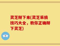 灵芝掰下来(灵芝采摘技巧大全，教你正确掰下灵芝)