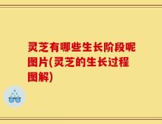 灵芝有哪些生长阶段呢图片(灵芝的生长过程图解)
