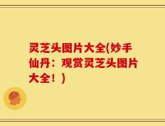 灵芝头图片大全(妙手仙丹：观赏灵芝头图片大全！)