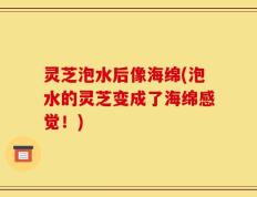 灵芝泡水后像海绵(泡水的灵芝变成了海绵感觉！)