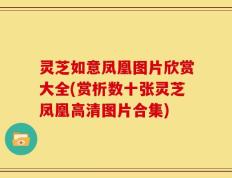 灵芝如意凤凰图片欣赏大全(赏析数十张灵芝凤凰高清图片合集)