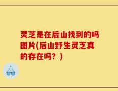 灵芝是在后山找到的吗图片(后山野生灵芝真的存在吗？)