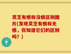 灵芝有根和没根区别图片(发现灵芝有根和无根，你知道它们的区别吗？)